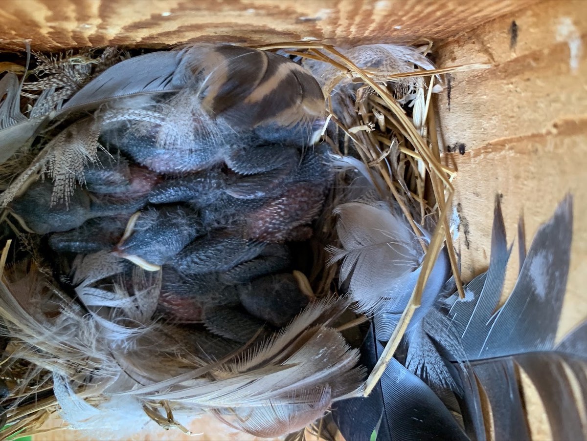 Bluebird nestlings rest together inside a wooden nest box.