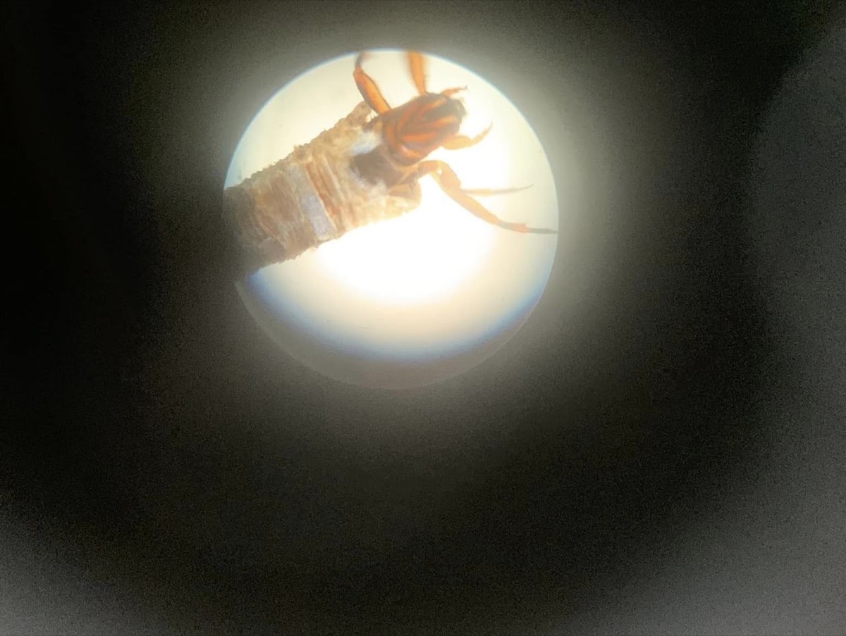 A caddisfly specimen appears in the circular light of a field viewing instrument.