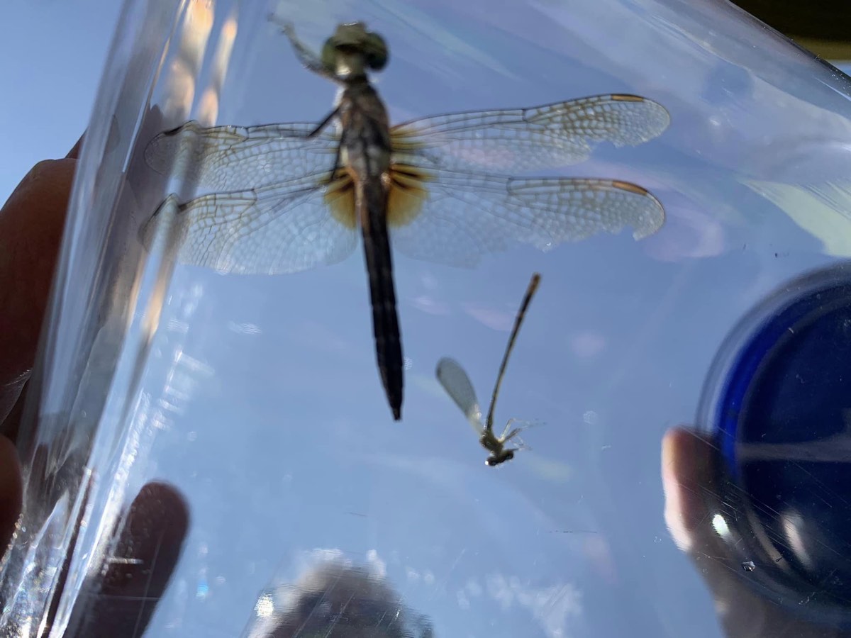 Two dragonflies are viewed through a clear field container against a blue sky.