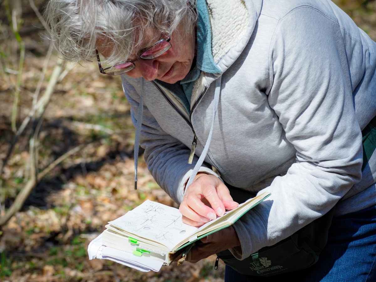 A naturalist consults an illustrated field guide during a spring wildflower walk.
