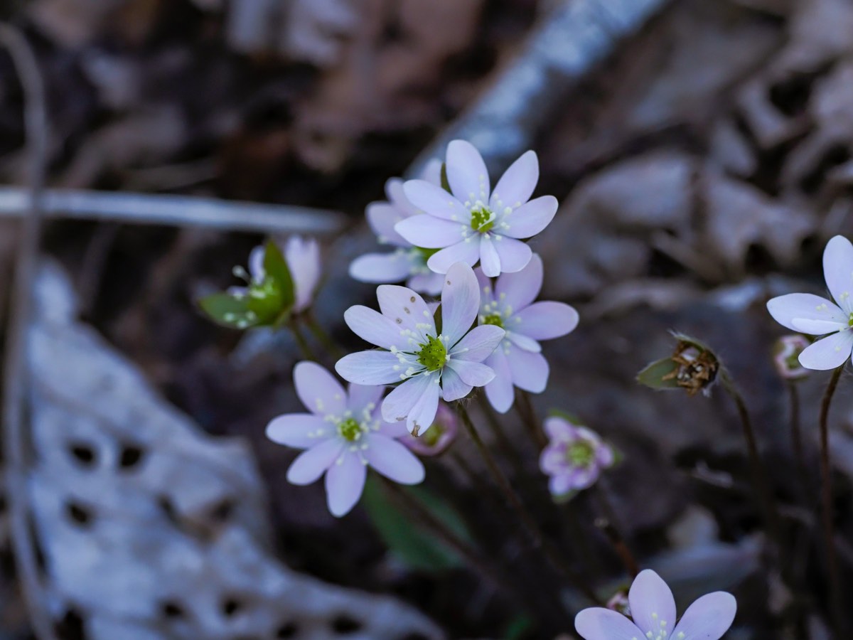 Small pale-purple spring wildflowers emerge from the forest floor.