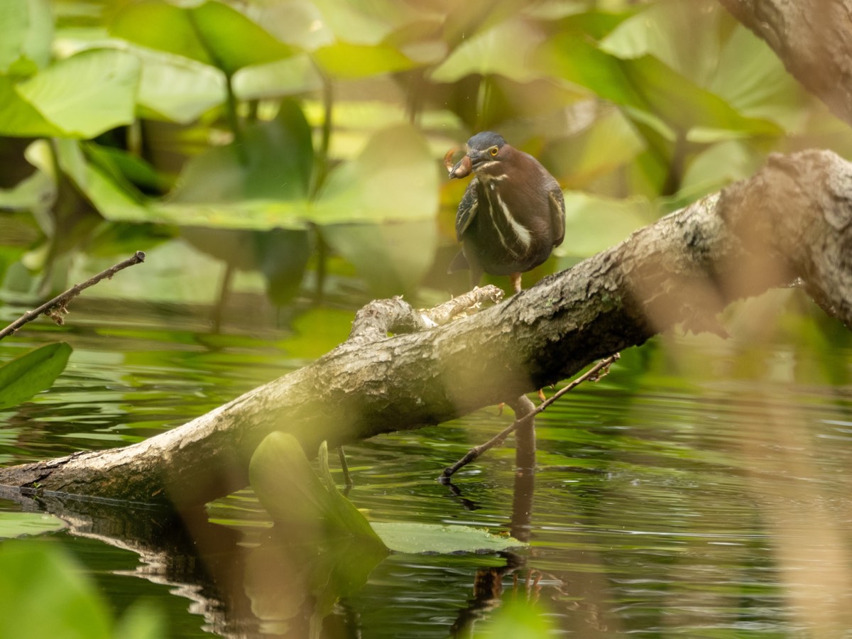 A green heron holds its catch while perched above a shaded pond.